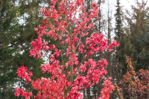 Japanese Maple Planting in Peoria