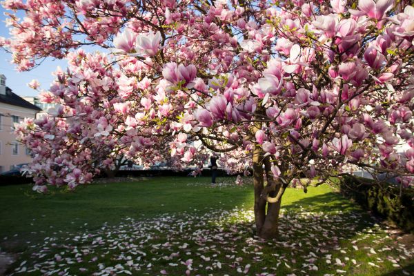 Magnolia Tree Planting in Peoria