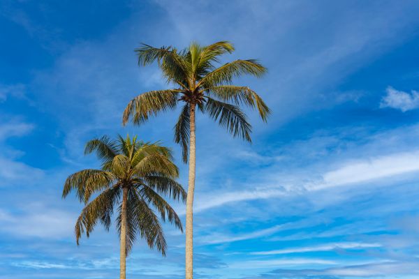 Palm Tree Planting in Peoria