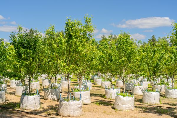 Tree Planting Service in Peoria