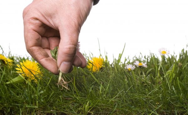 Lawn Weeding in Peoria