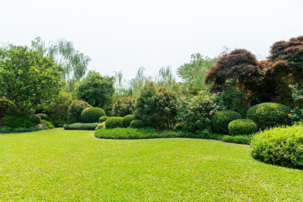 Tree Landscaping in Peoria