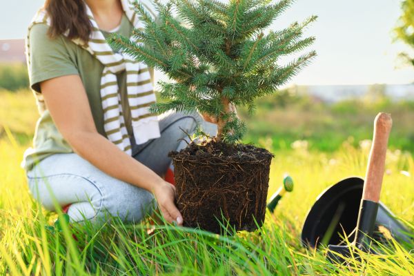 Spruce Tree Planting in Peoria