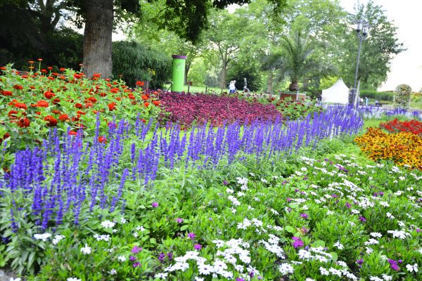 Perennials Planting in Peoria