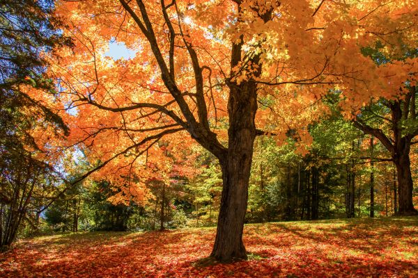 Maple Tree Planting in Peoria