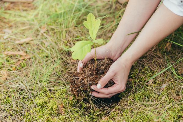 Oak Tree Planting in Peoria