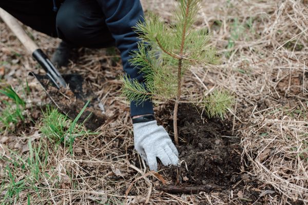Pine Tree Planting in Peoria