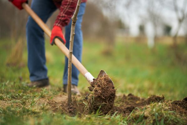 Trees Planting in Peoria