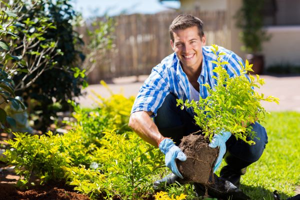 Shrub Landscaping in Peoria