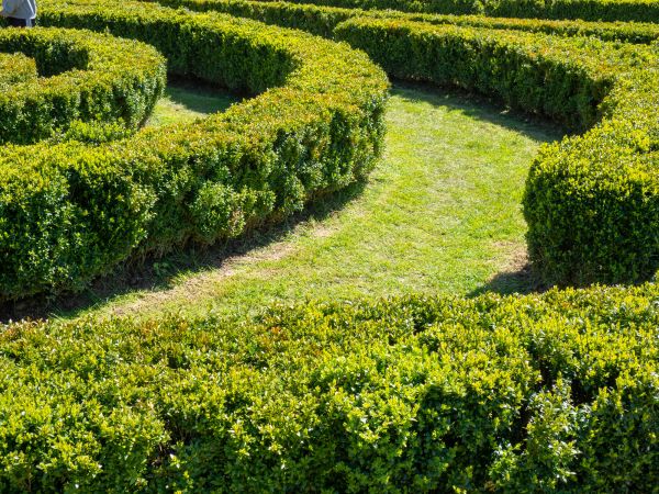 Bush Landscaping in Peoria