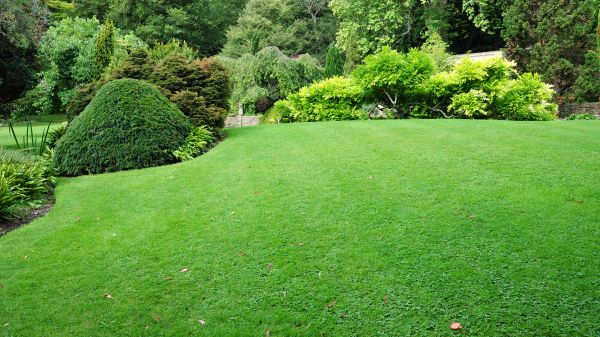 Commercial Landscape Design in Peoria