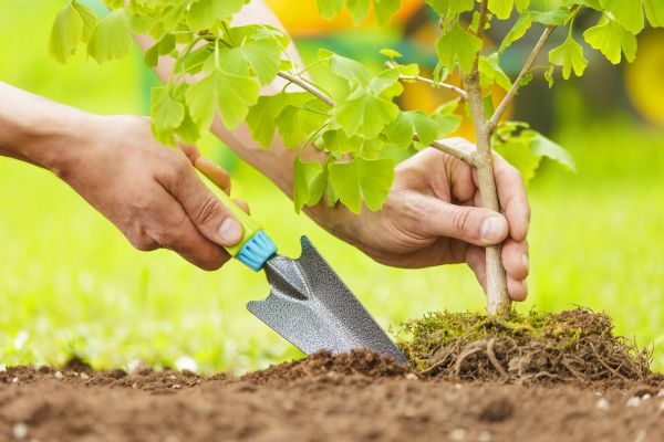 Fruit Tree Planting in Peoria