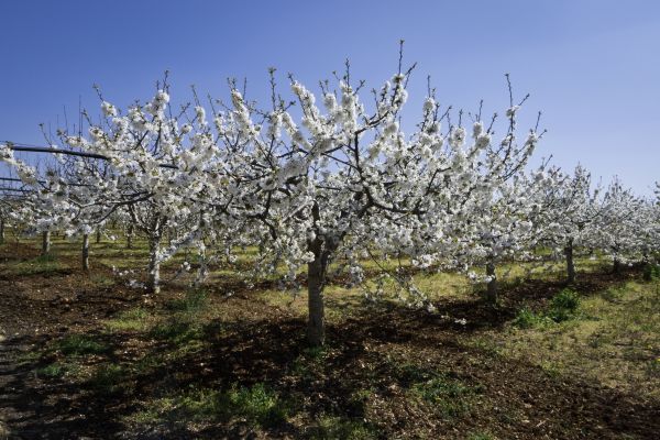 Orchard Planting in Peoria