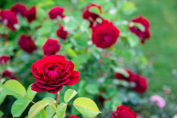 Rose Planting in Peoria