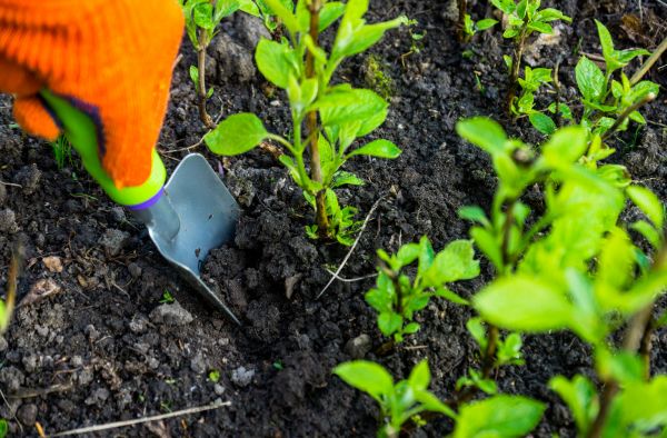 Hydrangea Planting in Peoria