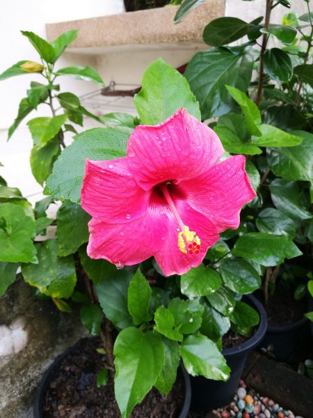 Hibiscus Planting in Peoria