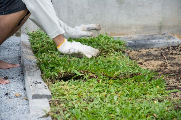 Ground Cover Planting in Peoria