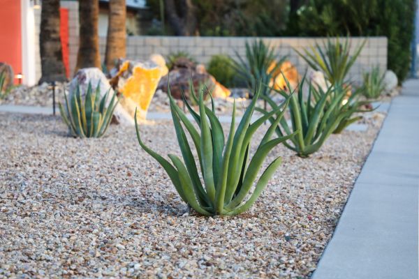 Drought Resistant Landscaping in Peoria