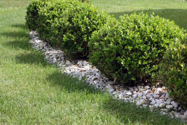 Boxwood Planting in Peoria