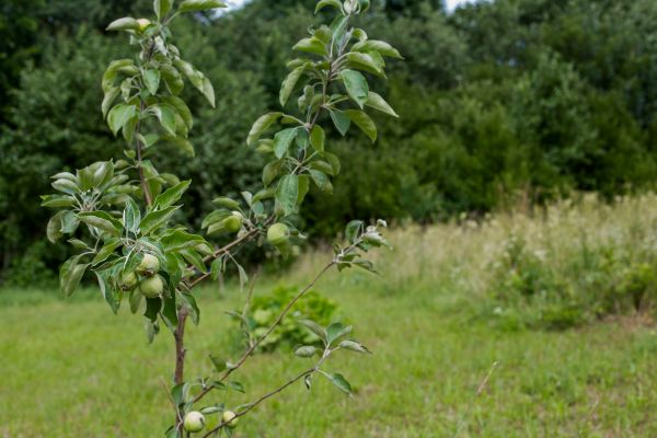Apple Tree Planting in Peoria