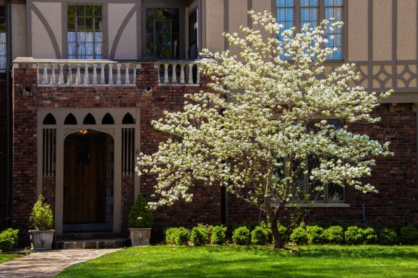 Dogwood Tree Planting in Peoria