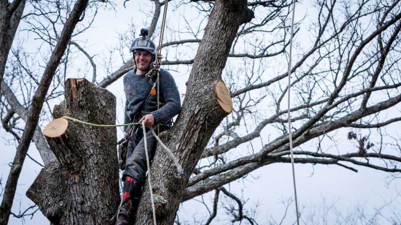 Tree Arborist Service